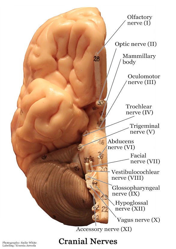 Models - Nervous System - SLCC Anatomy