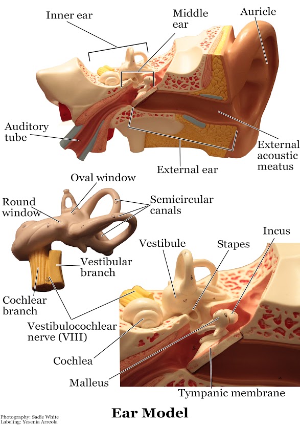 Models - Nervous System - SLCC Anatomy