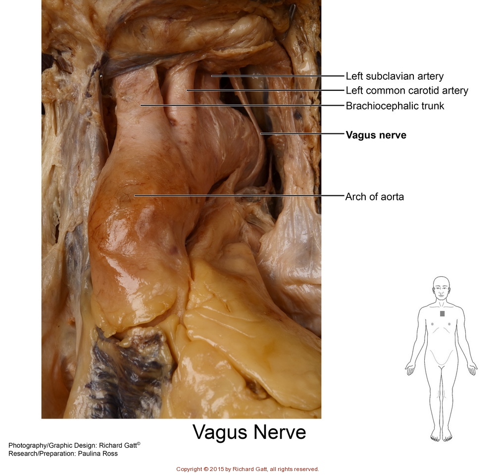 Spinal Cord & Nerves - SLCC Anatomy