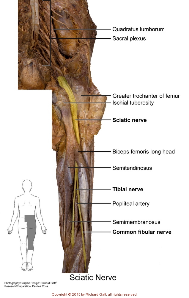 Spinal Cord & Nerves - SLCC Anatomy