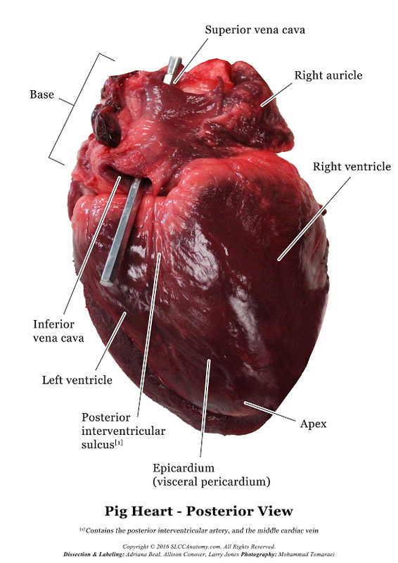 Pig Heart - SLCC Anatomy