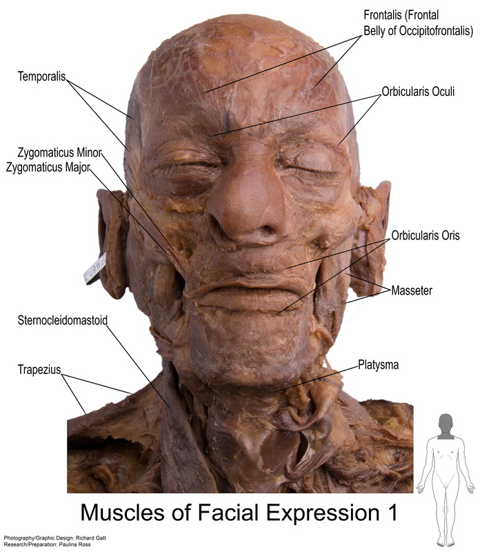 AXIAL_01 - SLCC Anatomy