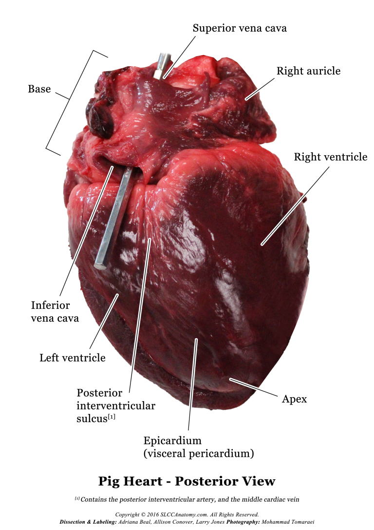 Pig Heart Dissection Photos - SLCC Anatomy