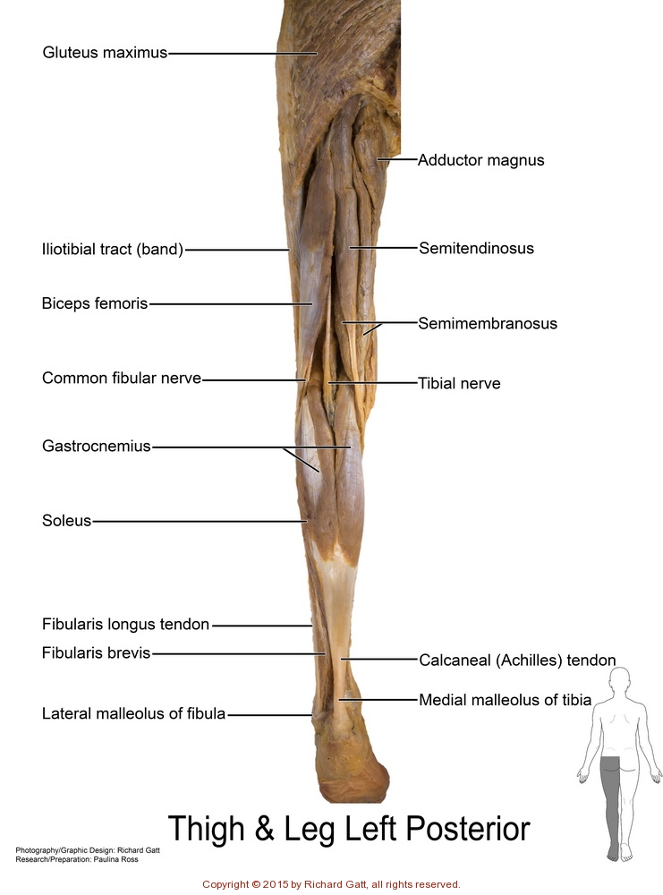 Appendicular Muscles - SLCC Anatomy