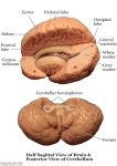 Nervous System Models_001