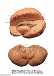 Nervous System Models_002
