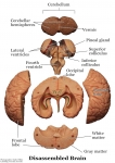 Nervous System Models_003