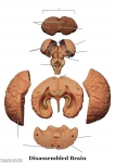 Nervous System Models_004