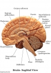 Nervous System Models_005
