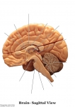 Nervous System Models_006