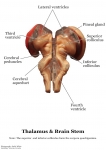 Nervous System Models_007
