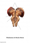 Nervous System Models_008