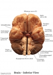 Nervous System Models_009