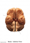 Nervous System Models_010