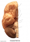 Nervous System Models_012