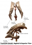 Nervous System Models_013