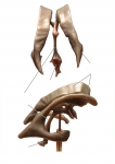Nervous System Models_014