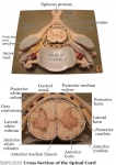 Nervous System Models_015