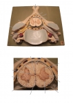 Nervous System Models_016