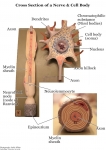 Nervous System Models_017