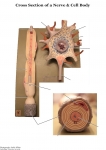 Nervous System Models_018