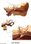 Nervous System Models_020