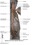 PNS_11