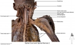 PNS_13