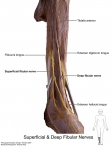 PNS_19