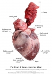 Pig Heart_001