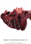 Pig Heart_004