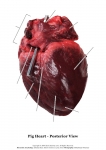 Pig Heart_006