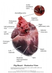 Pig Heart_009