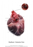 Pig Heart_010