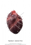 Pig Heart_012