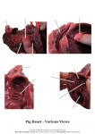 Pig Heart_014