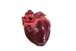Pig Heart_015