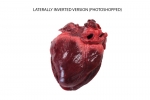 Pig Heart_016