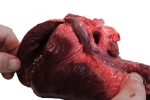 Pig Heart_017