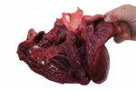 Pig Heart_018