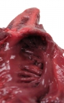 Pig Heart_024