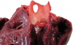 Pig Heart_026