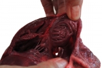 Pig Heart_032