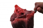Pig Heart_033