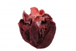 Pig Heart_034